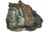Mammoth Molar Slice with Case - South Carolina #238454-1